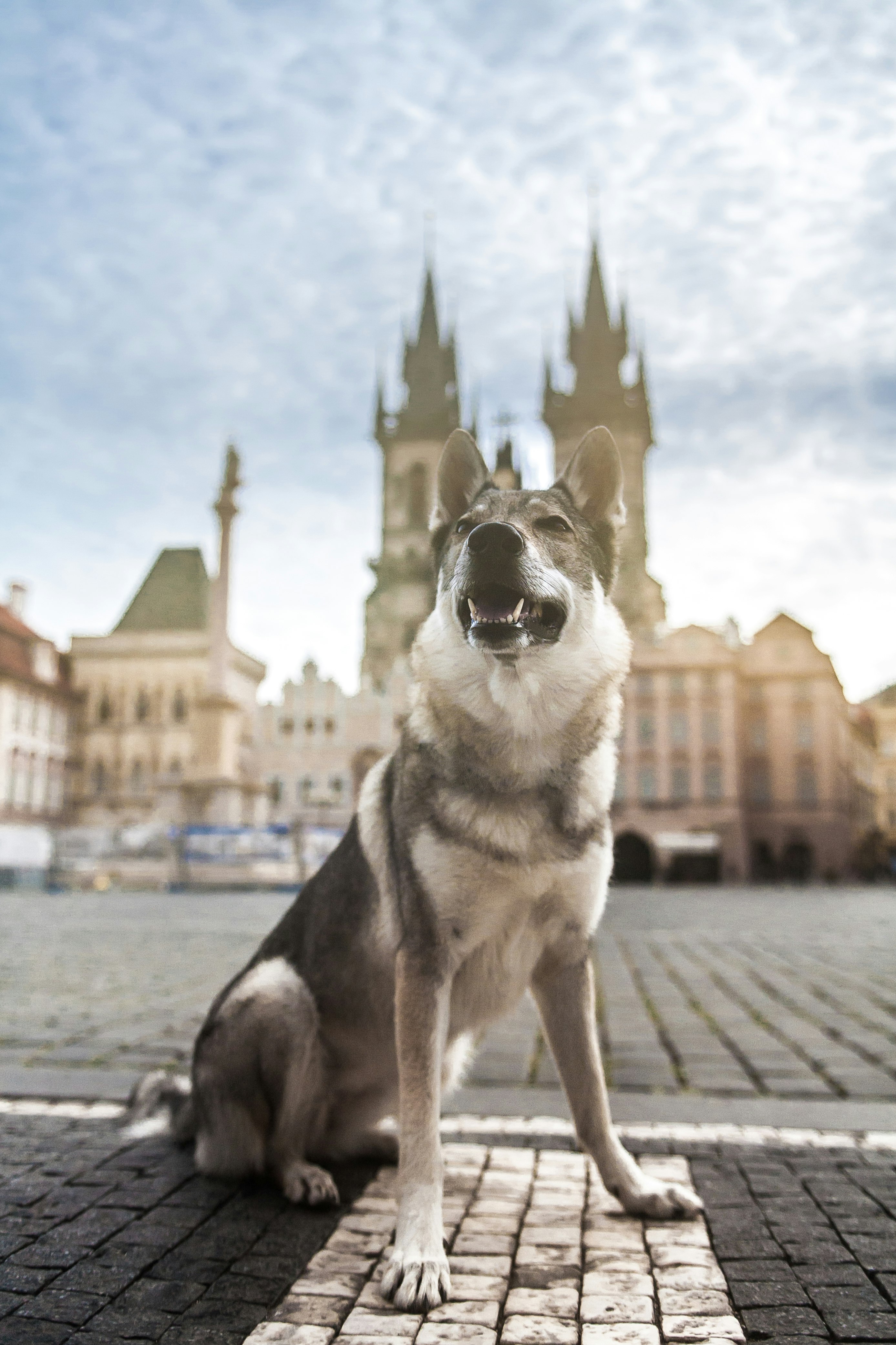 black and white siberian husky on gray concrete pavement during daytime